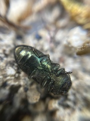 Anthaxia quadripunctata