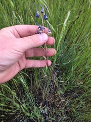 Delphinium stachydeum