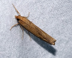 Ancylolomia