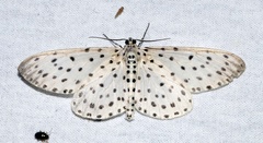 Antipercnia belluaria