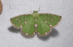 Argyrocosma inductaria