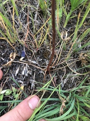 Delphinium stachydeum