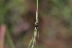 Closterotomus cinctipes