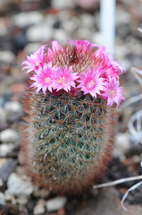 Mammillaria spinosissima