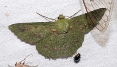 Herochroma cristata