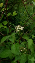 Cornus alba