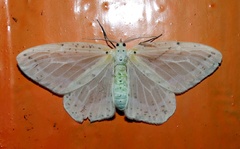 Genusa bigutta