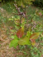 Salix silesiaca