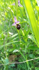 Ophrys oestrifera