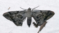 Hypochrosis binexata
