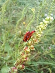 Rhagonycha fulva