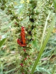 Rhagonycha fulva