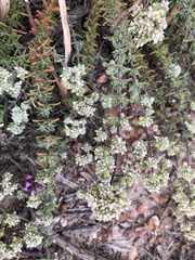 Teucrium algarbiense