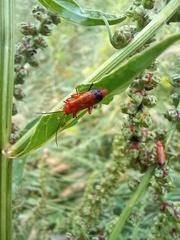 Rhagonycha fulva