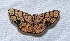 Heterostegane subtessellata