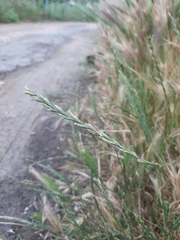Lolium perenne perenne