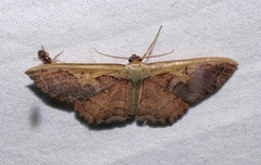 Zythos turbata
