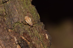 Cinara pilicornis