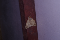 Thyas juno