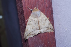 Thyas juno