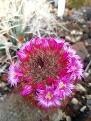 Mammillaria spinosissima