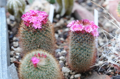 Mammillaria spinosissima