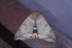 Thyas juno