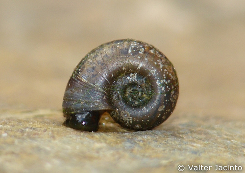 Planorbarius metidjensis