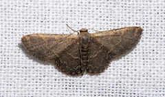 Idaea costiguttata