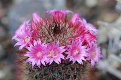 Mammillaria spinosissima