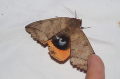 Thyas juno