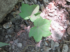 Kalopanax septemlobus