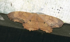 Chorodna pallidularia