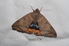 Thyas juno