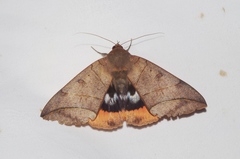 Thyas juno