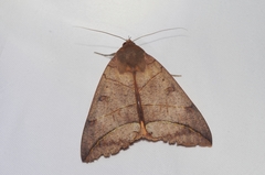 Thyas juno