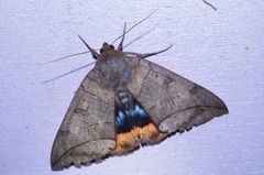 Thyas juno