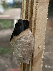 Antheraea polyphemus