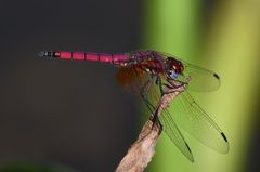 Trithemis selika