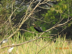 Anhinga melanogaster
