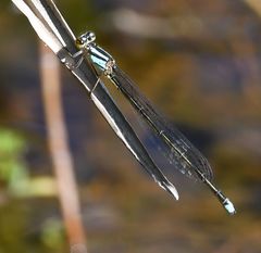 Pseudagrion malgassicum