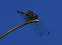 Orthetrum