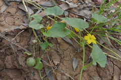 Cucumis melo agrestis
