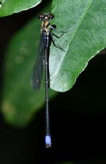 Pseudagrion