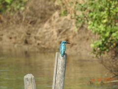 Alcedo coerulescens