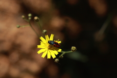Acmaeodera ottomana