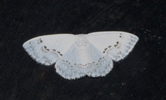 Teldenia specca
