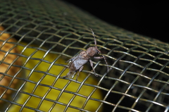 Pterolophia annulata