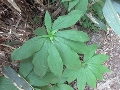Lilium tsingtauense