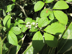 Symplocos sawafutagi